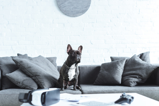 Cute french bulldog sitting on sofa by table with digital gadgets - Photo, Image