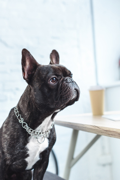 Black Frenchie sitting on chair by table - Fotografie, Obrázek