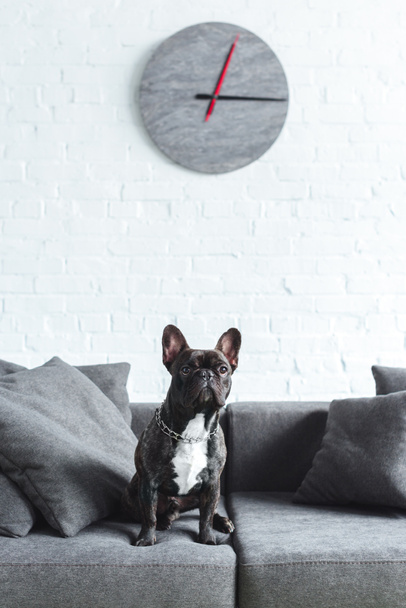 Carino bulldog francese seduto sul divano in camera accogliente
 - Foto, immagini