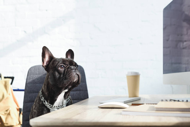 Black Frenchie sitting on chair by computer on table - Photo, Image