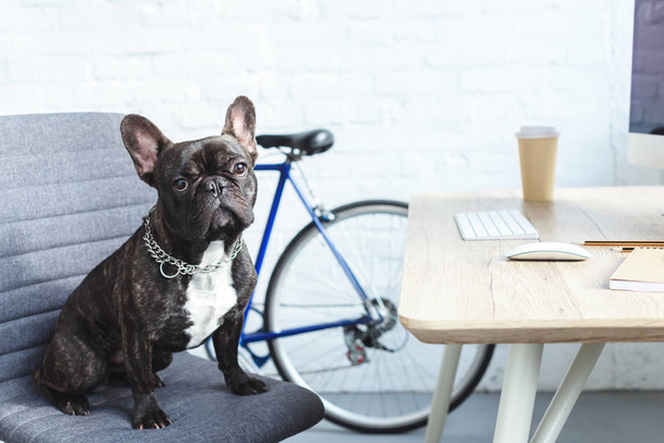 French bulldog sitting on chair by table in home office - Fotó, kép