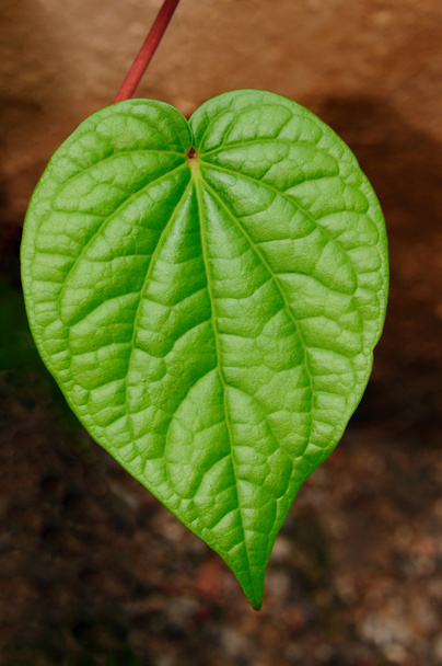 Leaf Macro - Valokuva, kuva