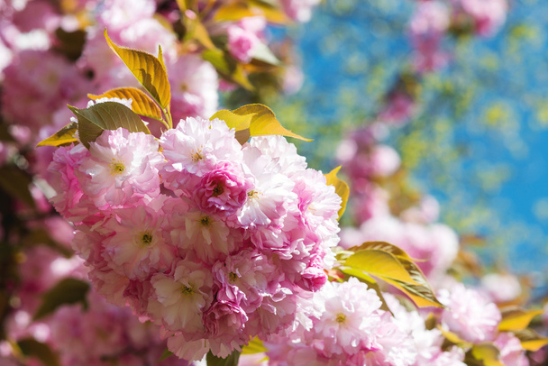 Blooming sakura flowers, floral design, mothers day. - Valokuva, kuva