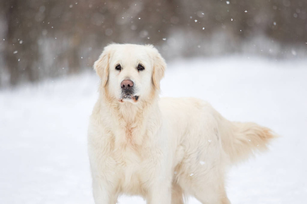 golden retriever dog in winter park - Fotó, kép