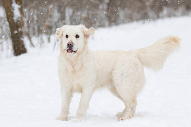 golden retriever dog in winter park - Foto, imagen