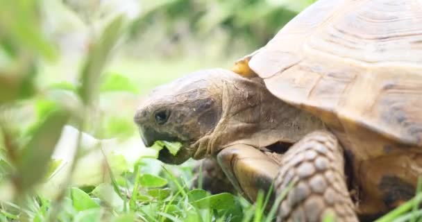 Kilpikonna Testudo hermanni syö vesimelonia ja vihreitä lehtiä, söpö uhanalainen eläin, trooppinen luonto syö hedelmiä lähikuva
  - Materiaali, video