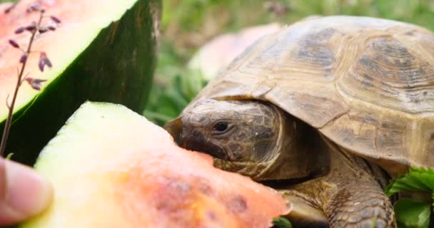 Turtle Testudo hermanni eats watermelon and green leaves, cute endangered animal, tropical wildlife eating fruit close up  - Footage, Video