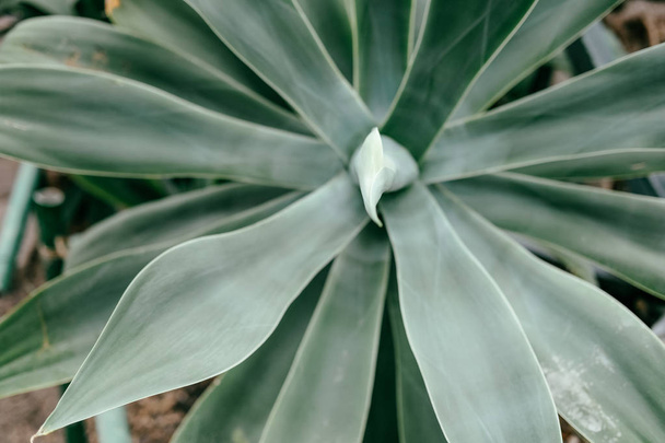 Close-up van plant met donkergroene bladeren - Foto, afbeelding