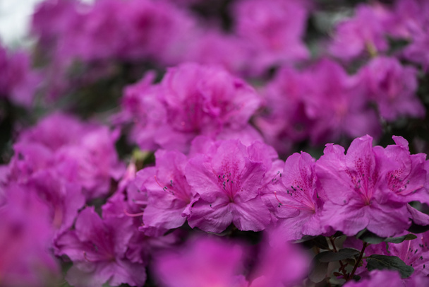 vista de cerca de hermosas flores púrpuras florecientes pequeñas
 - Foto, Imagen