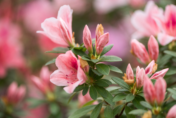 close-up view of beautiful tender pink flowers and buds with green leaves - Photo, Image