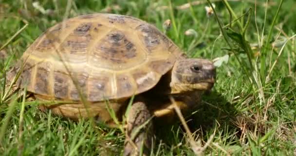 tortuga moviéndose lentamente a través de la escena en la hierba verde, caminando lentamente mirando a la cámara, viejo animal salvaje tropical en peligro de extinción
 - Imágenes, Vídeo