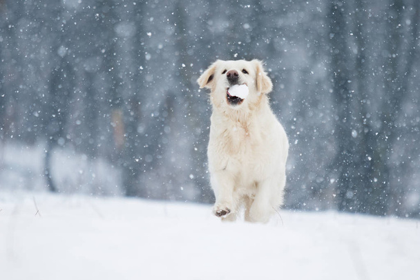 active dog in winter, breeds golden retriever - Zdjęcie, obraz