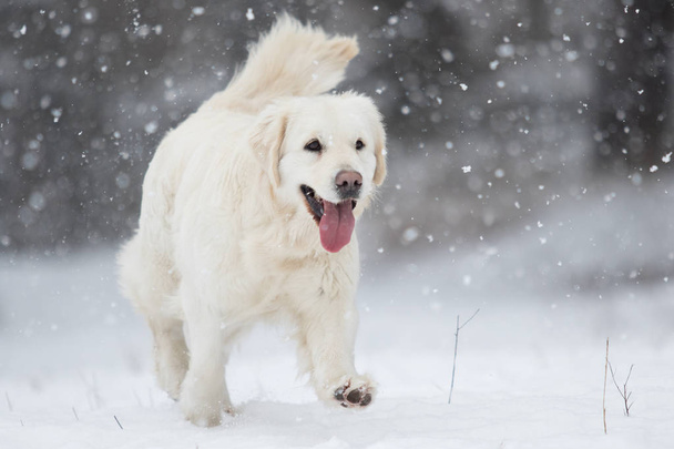 golden retriever runs outdoors on the snow - Valokuva, kuva