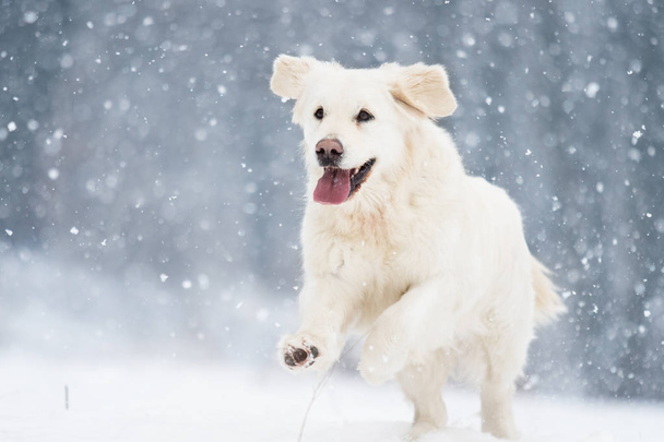 active dog in winter, breeds golden retriever - Foto, Imagen