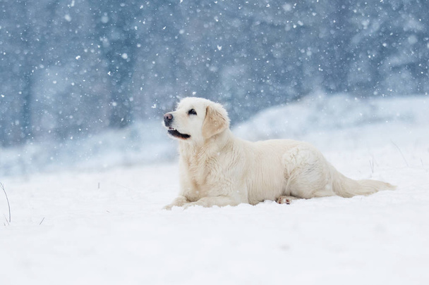 dog in winter, breeds golden retriever - 写真・画像