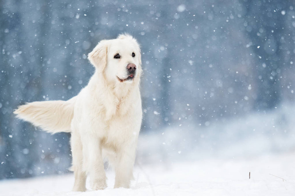 active dog in winter, breeds golden retriever - Фото, изображение