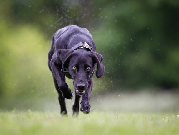 Mixed breed dog outdoors in nature - Φωτογραφία, εικόνα