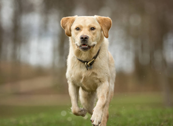 Labrador retriever dog - Photo, Image