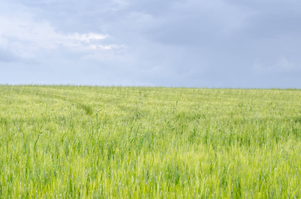 spring wheat field - Photo, Image