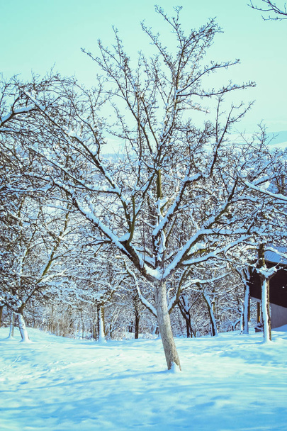 Kış manzarası ile zengin bir kar tanesi - Fotoğraf, Görsel