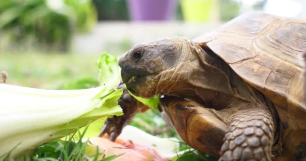 Teknős (Testudo hermanni) eszik, görögdinnye és a zöld levelek, aranyos veszélyeztetett állat, a trópusi élővilág eszik gyümölcsöt közelről - Felvétel, videó