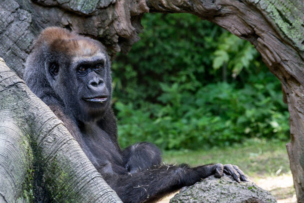 Gorilas de las tierras bajas occidentales - Foto, Imagen