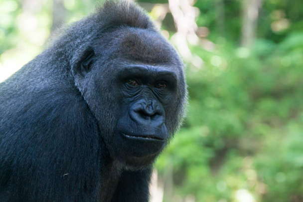 Western lowland gorilla - Foto, Imagen