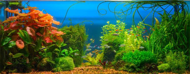 Underwater jungle in tropical fresh water aquarium with live dense red and green plants, different fishes and blue background - Photo, Image