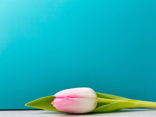 pink tulip on a aquamarine background - Photo, Image
