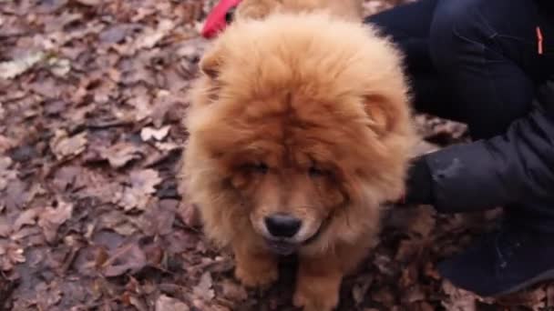 Милая пушистая красная собака Чоу Чоу на прогулке в дождливый осенний день, закрыть
 - Кадры, видео
