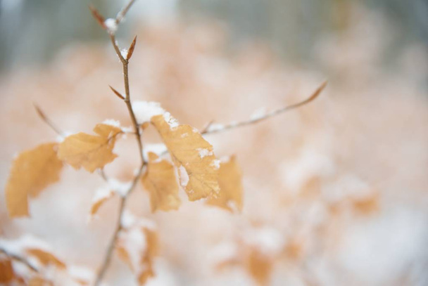 Faia ramo de inverno árvore. Close up de folhas de faia com hoarfost na floresta de inverno
. - Foto, Imagem