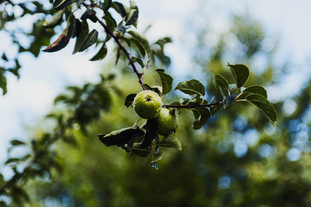manzanas verdes frescas en rama de árbol  - Foto, imagen