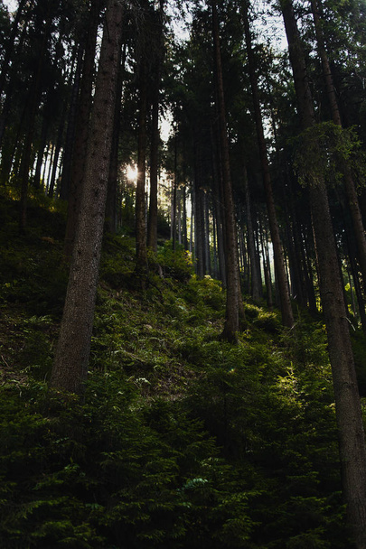 Picturesque tall trees forest landscape,Carpathian Mountains - Valokuva, kuva
