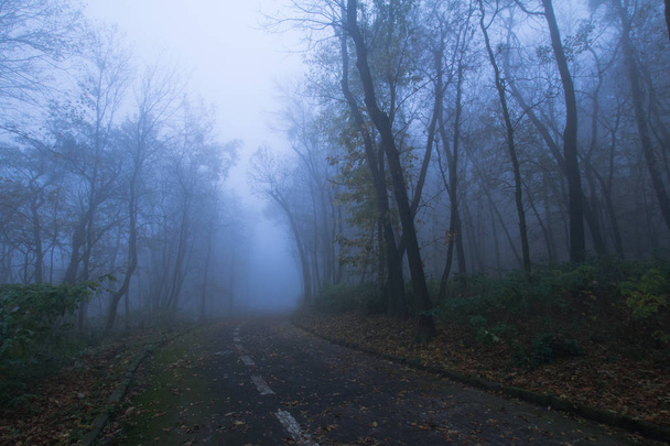 霧の秋の公園の風景、冷たい青い色で多くの木  - 写真・画像