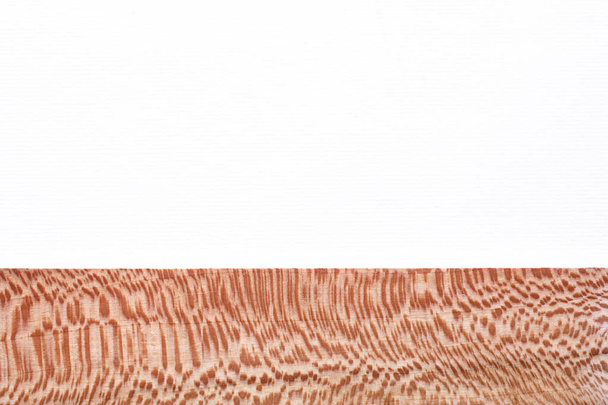 platánfa fehér alapon - Fotó, kép