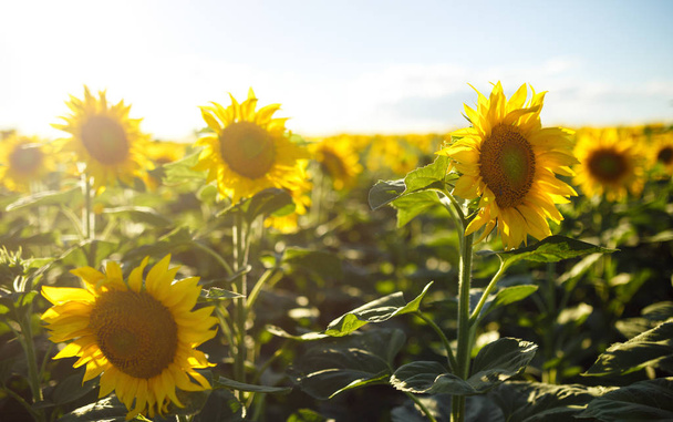 The Beautiful Sunflowers Garden. Field Of Blooming Sunflowers On A Background Sunset. The Best View Of Sunflower In bloom. Organic And Natural Flower Background. Agricultural On Sunny Day. - Фото, зображення