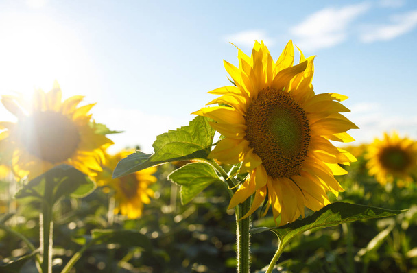 The Beautiful Sunflowers Garden. Field Of Blooming Sunflowers On A Background Sunset. The Best View Of Sunflower In bloom. Organic And Natural Flower Background. Agricultural On Sunny Day. - Valokuva, kuva