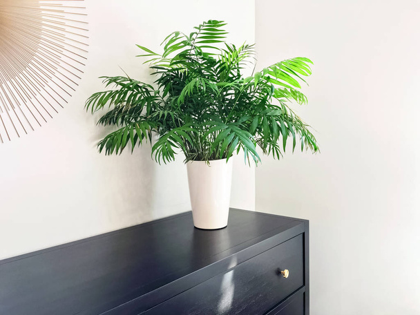 Parlor palm plant decorating black wooden dresser - Foto, Imagem