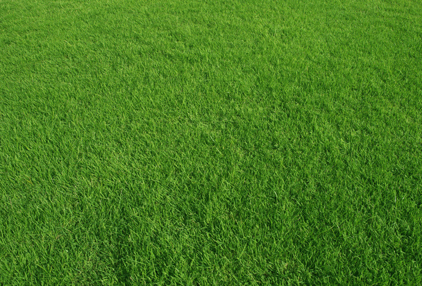 зеленою травою поле
 - Фото, зображення