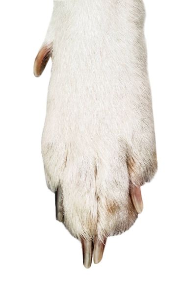 Close-up of white and black dog paw isolated on white background - Φωτογραφία, εικόνα