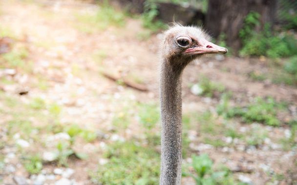 Hermosa cabeza de un avestruz sobre un fondo natural, Vida silvestre a
 - Foto, imagen