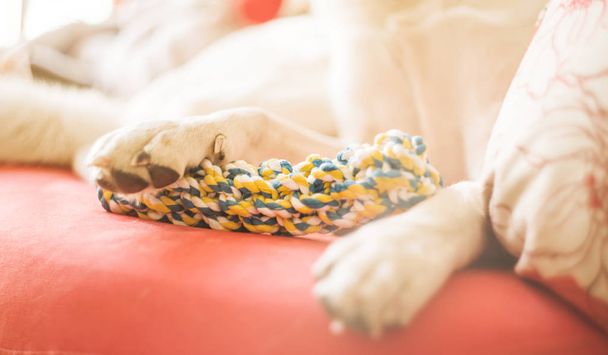carino razza mista cane bianco e marrone posa su un divano luminoso a casa con un giocattolo
 - Foto, immagini