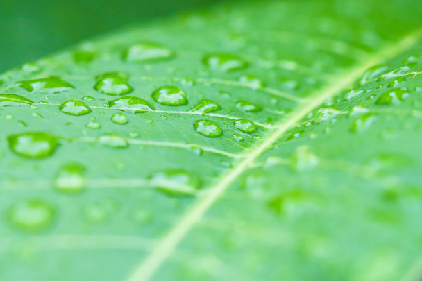 Rain drops on leaf  - Foto, Bild