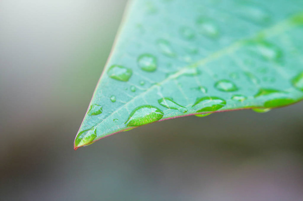 eső csepp leaf  - Fotó, kép