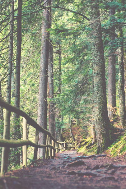 Polku läpi vihreän metsän vuorilla
 - Valokuva, kuva