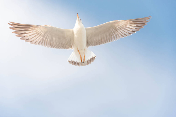 自由の概念は、マイアミの青い空を舞い上がる白鴎. - 写真・画像