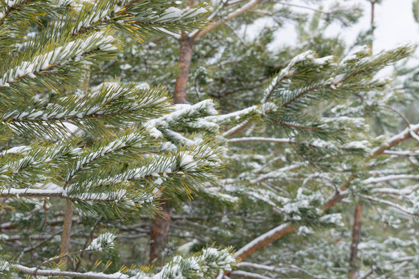 Сосны зимой
 - Фото, изображение