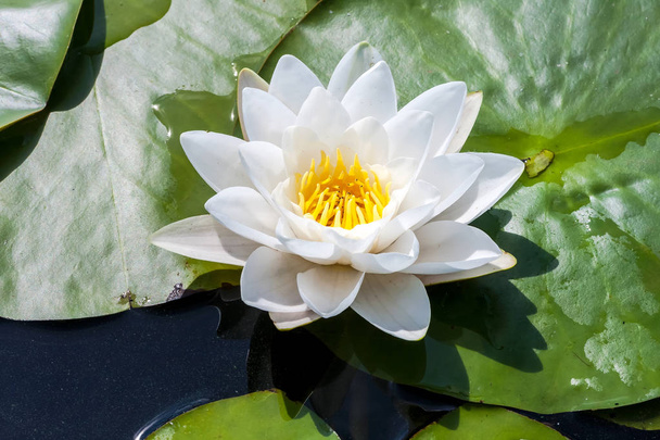 Flor de lírio de água branca com grandes folhas verdes no lago
 - Foto, Imagem