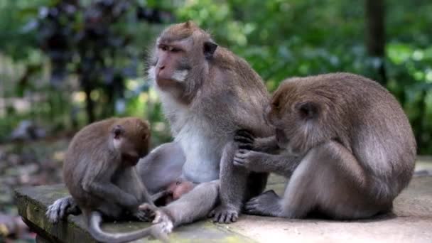 La familia de los macacos se sienta y descansa. La hembra peina la piel de su marido y busca parásitos
. - Imágenes, Vídeo