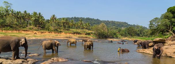 Large elephant herd, Asian elephants swimming playing and bathin - Φωτογραφία, εικόνα